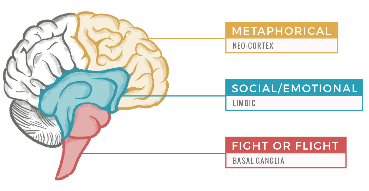 “Schema del cervello umano suddiviso in tre aree funzionali: cervello rettile (sopravvivenza), sistema limbico (emozioni) e corteccia prefrontale (razionalità), usato per spiegare le risposte automatiche nella gogna sociale.