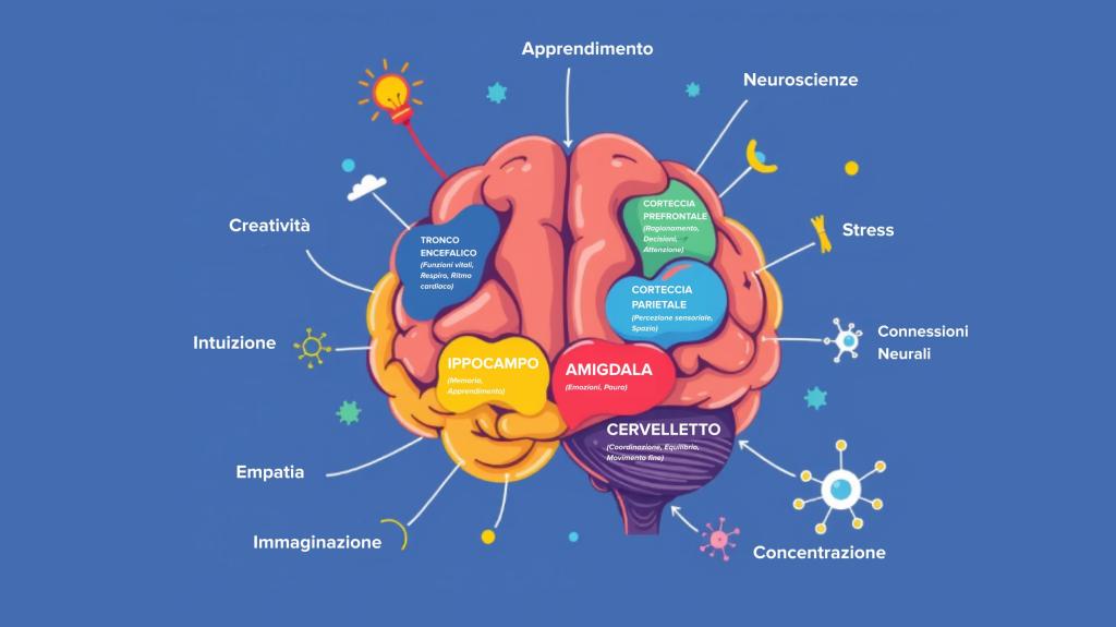 Infografica delle principali aree del cervello umano e relative funzioni cognitive ed emotive: corteccia prefrontale (ragionamento), amigdala (emozioni), ippocampo (memoria), cervelletto (coordinazione), corteccia parietale (percezione sensoriale), tronco encefalico (funzioni vitali), con riferimenti a creatività, empatia, stress e connessioni neurali.